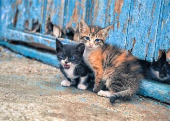 Μύθοι και αλήθειες για τις αδέσποτες γάτες
