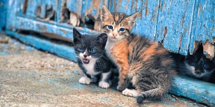 Μύθοι και αλήθειες για τις αδέσποτες γάτες