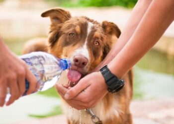 Καύσωνας και ζώα: Συμβουλές για το κατοικίδιο και τα αδέσποτα ζωάκια μέσα στο καλοκαίρι