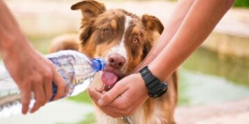 Καύσωνας και ζώα: Συμβουλές για το κατοικίδιο και τα αδέσποτα ζωάκια μέσα στο καλοκαίρι