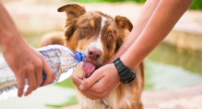 Καύσωνας και ζώα: Συμβουλές για το κατοικίδιο και τα αδέσποτα ζωάκια μέσα στο καλοκαίρι
