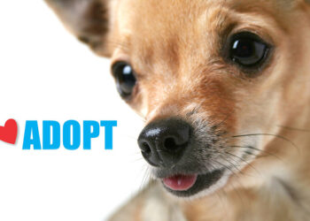 Συμβουλές: Είμαι έτοιμος να υιοθετήσω ένα κατοικίδιο;