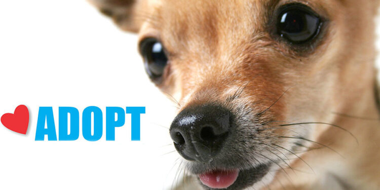 Συμβουλές: Είμαι έτοιμος να υιοθετήσω ένα κατοικίδιο;