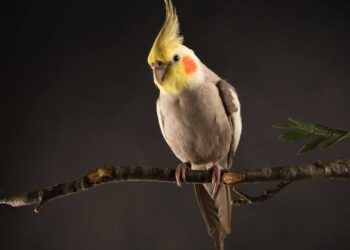 Πουλιά: Μάθε τα πάντα για την φροντίδα των Cockatiel