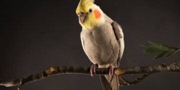 Πουλιά: Μάθε τα πάντα για την φροντίδα των Cockatiel