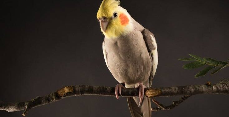 Πουλιά: Μάθε τα πάντα για την φροντίδα των Cockatiel