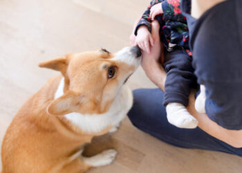 Σκύλος: Γιατί με μυρίζει στο πίσω μέρος μου;