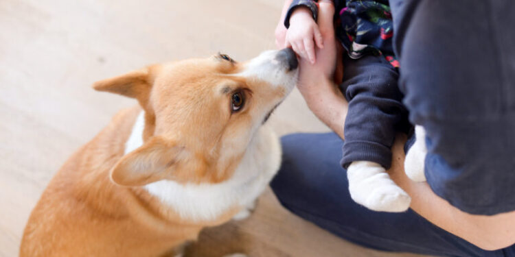 Σκύλος: Γιατί με μυρίζει στο πίσω μέρος μου;
