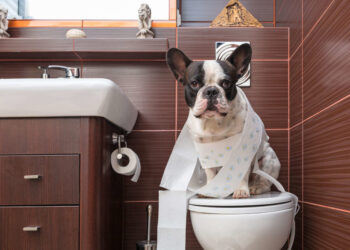 Πώς να χειριστείτε τη διάρροια του σκύλου