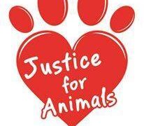 justice for animals