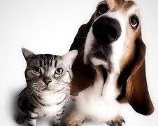 Καθαρή editorial εικόνα pet lifestyle με φυσικό φως, αρνητικό χώρο και συμβολικά στοιχεία φροντίδας