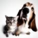 Καθαρή editorial εικόνα pet lifestyle με φυσικό φως, αρνητικό χώρο και συμβολικά στοιχεία φροντίδας