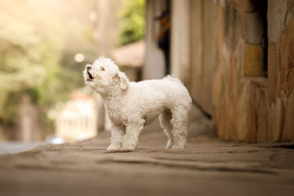 Γαβγίζει ο σκύλος σου σε ώρες κοινής ησυχίας; Ετοιμάσου για πρόστιμο