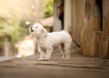 Γαβγίζει ο σκύλος σου σε ώρες κοινής ησυχίας; Ετοιμάσου για πρόστιμο