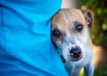 Συμβουλές: Έχασα το κατοικίδιο μου. Τι πρέπει να κάνω;