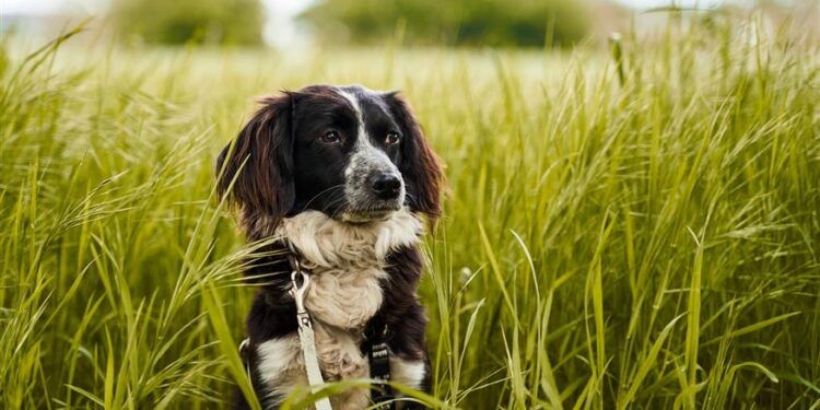 Σκύλοι για…ψυχολόγο: Ένα στα τρία κατοικίδια έχει άγχος ή φοβία για κάτι