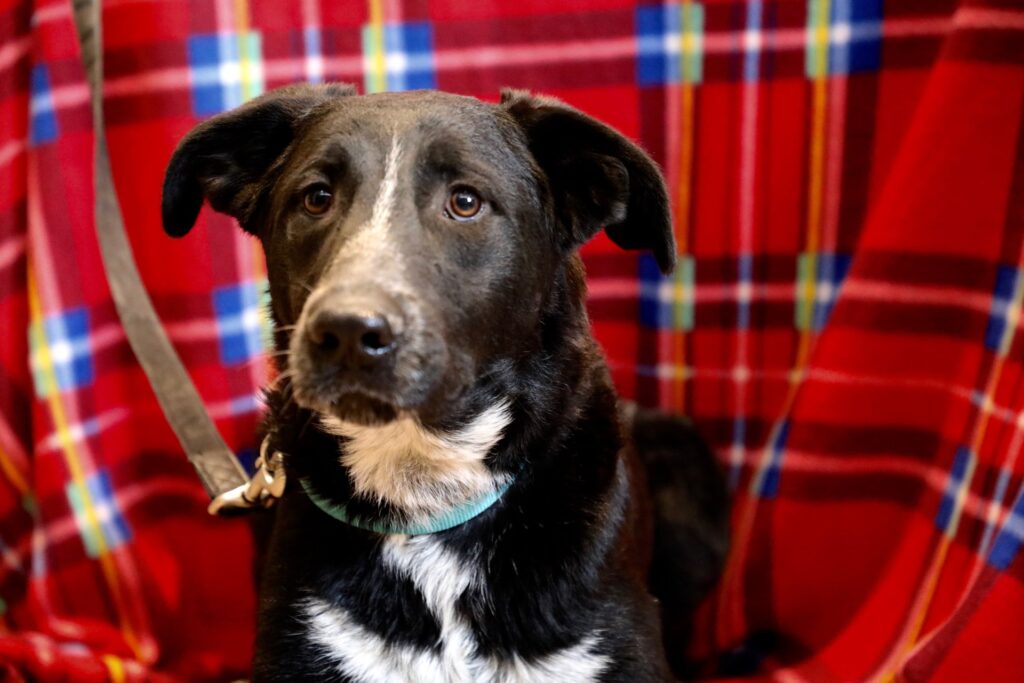 Aποκτήστε ένα νέο μέλος για την οικογένειά σας