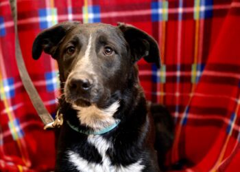 Aποκτήστε ένα νέο μέλος για την οικογένειά σας