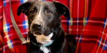 Aποκτήστε ένα νέο μέλος για την οικογένειά σας