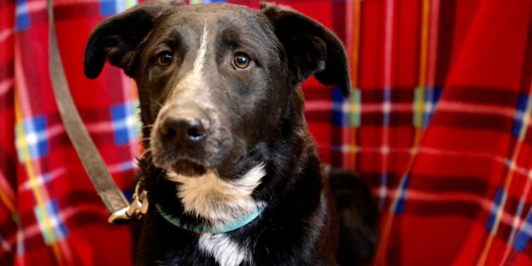 Aποκτήστε ένα νέο μέλος για την οικογένειά σας