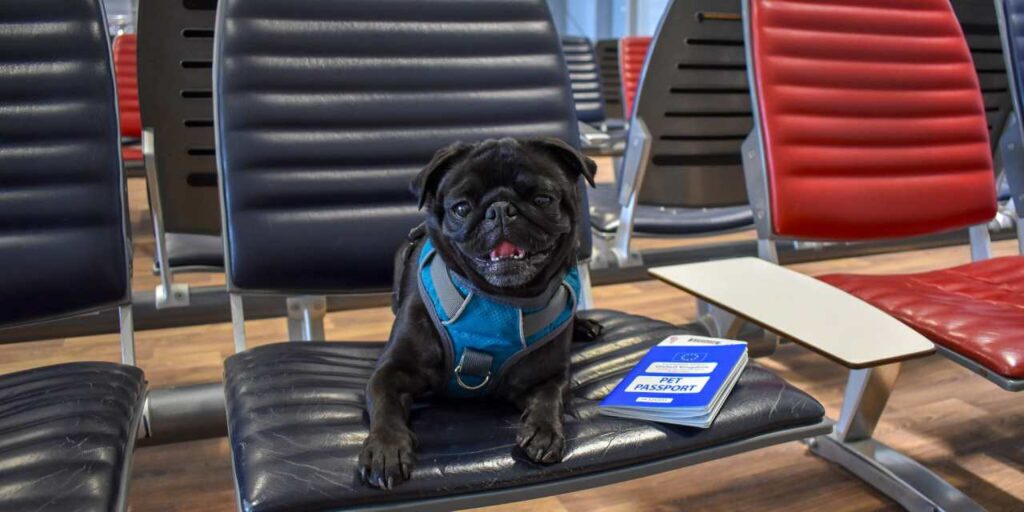 Οι 5 πιο φιλοξενες αεροπορικές για ταξίδια με κατοικίδιο