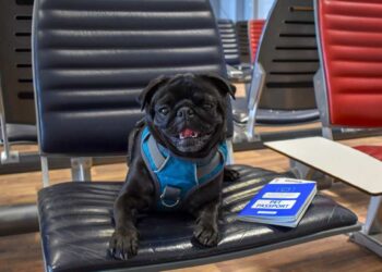 Οι 5 πιο φιλοξενες αεροπορικές για ταξίδια με κατοικίδιο