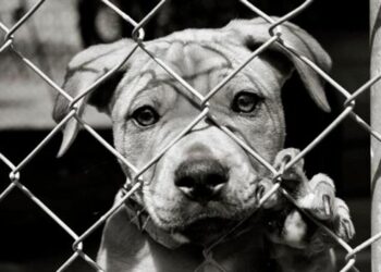 Κακοποίηση ζώων: Τι ορίζει νομοθεσία και ποιες οι κυρώσεις