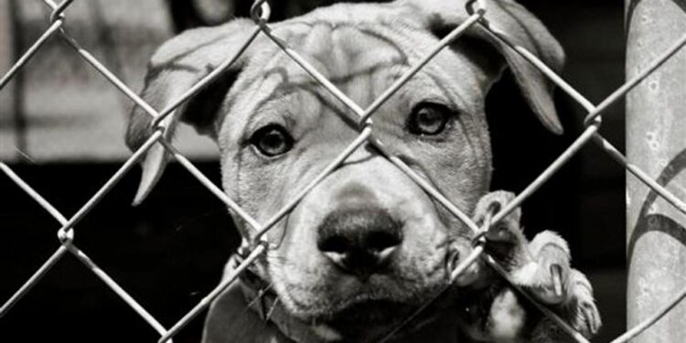 Κακοποίηση ζώων: Τι ορίζει νομοθεσία και ποιες οι κυρώσεις