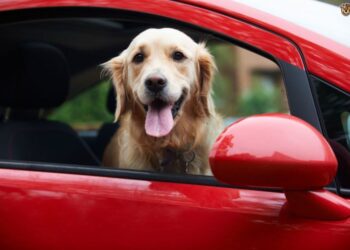Σκύλος στο αυτοκίνητο: 10 συμβουλές για την ασφάλεια του τετράποδου φίλου σας