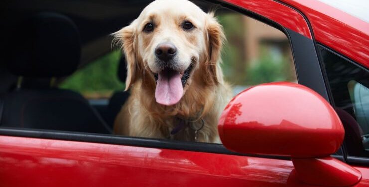 Σκύλος στο αυτοκίνητο: 10 συμβουλές για την ασφάλεια του τετράποδου φίλου σας