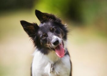 Οι σκύλοι δεν γέρνουν το κεφάλι τους για το λόγο που πιστεύαμε