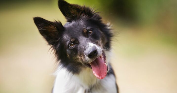 Οι σκύλοι δεν γέρνουν το κεφάλι τους για το λόγο που πιστεύαμε
