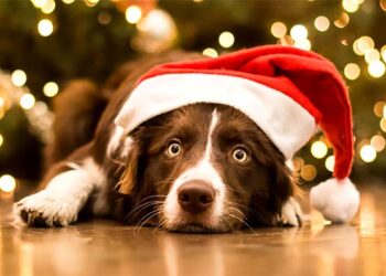 Η απόκτηση ενός κατοικίδιου είναι δώρο ζωής, όχι δώρο Χριστουγέννων