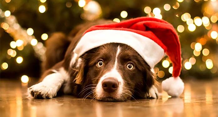 Η απόκτηση ενός κατοικίδιου είναι δώρο ζωής, όχι δώρο Χριστουγέννων