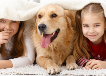 Νομικό Πλάισιο: Πόσα κατοικίδια θα μπορώ να έχω στο σπίτι μου