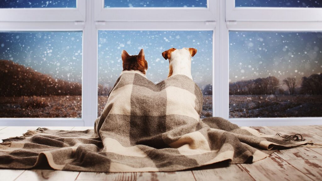 Νομικό Πλαίσιο: Ευζωία Ζώων Συντροφιάς