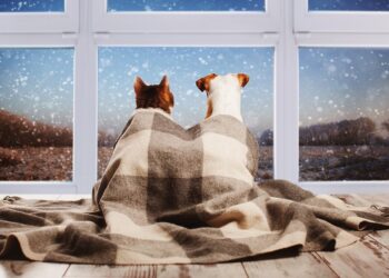 Νομικό Πλαίσιο: Ευζωία Ζώων Συντροφιάς