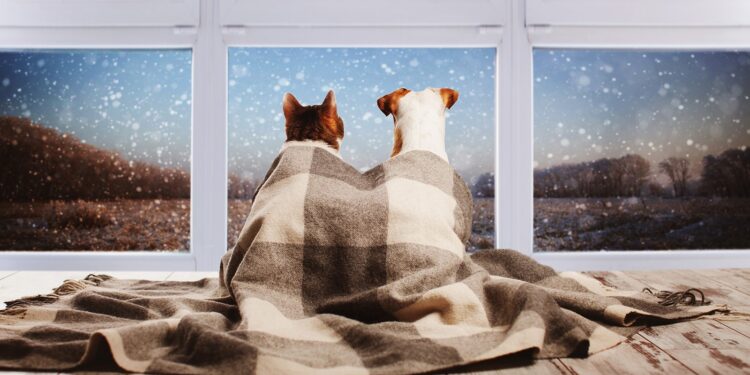 Νομικό Πλαίσιο: Ευζωία Ζώων Συντροφιάς