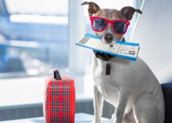 Μεταφορά συνοδευόμενων ζώων στις αμαξοστοιχίες και τα λεωφορεία της ΤΡΑΙΝΟΣΕ