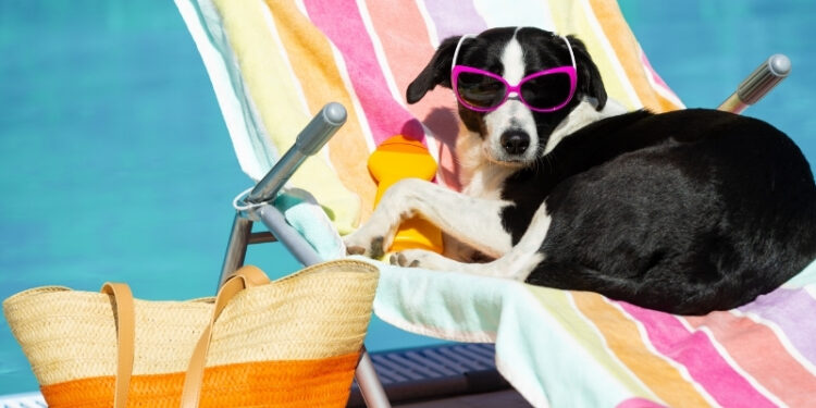 Tips για να προφυλάξετε τα κατοικίδια σας από τον καύσωνα