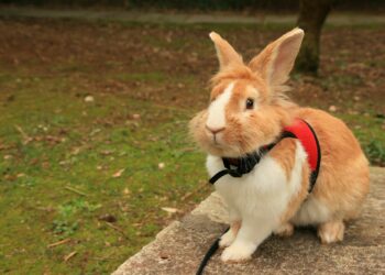 Συμβουλές: Βόλτα έξω με το κουνέλι σας