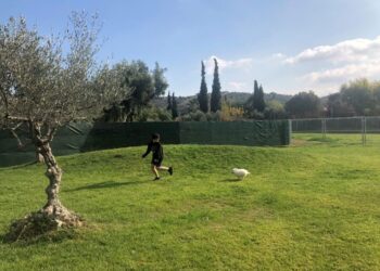 Pallini Kennels Dog Park