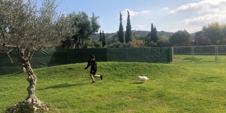 Pallini Kennels Dog Park