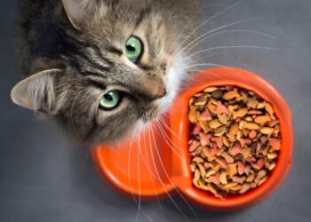 Διατροφή γάτας: Αυτοί είναι οι παράγοντες που την επηρεάζουν