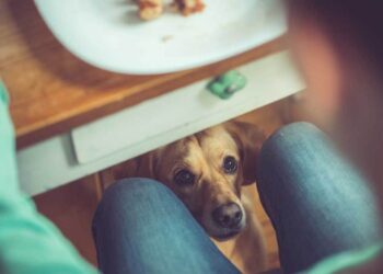 Πώς να ταΐζετε τον σκύλο σας