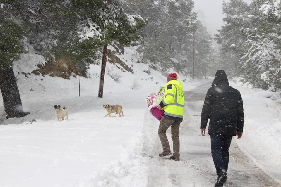 Πώς θα βοηθήσετε τα αδέσποτα και τα οικόσιτα ζώα τον χειμώνα