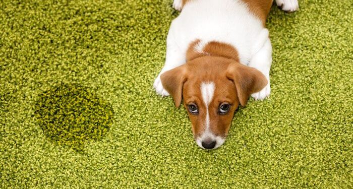 Πώς να αφαιρέσετε τους λεκέδες από ούρα των κατοικίδιων σας στο χαλί
