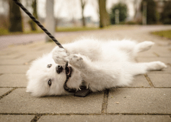 Βόλτα με τον σκύλο ΠΑΝΤΑ με λουρί.