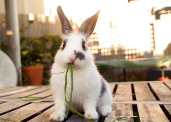 Αδέσποτα κουνελάκια