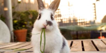 Αδέσποτα κουνελάκια